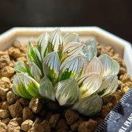 #204 '霓虹燈'玉露錦 十二卷 多肉 雨林 室內植物 仙人球 塊根 龍舌蘭 花燭 海芋 潮流植物SRL