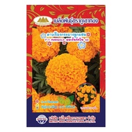 เมล็ดดอกดาวเรืองกระถาง ออเร้นจ์ควีน63 MT/FW-44 ดอกสีส้ม F-1 Marigold ตราภูเขาทอง เมล็ดพันธุ์ดอกดาวเร