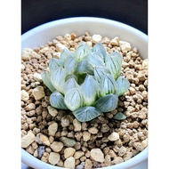 Rooted in 7.7cm potting soil mix, Haworthia Obtusa Neonlight Variegated 'Raindrop', succulent family plant