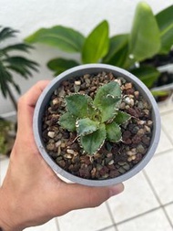 Agave bovicornuta 蕾絲 龍舌蘭 caudex 塊根植物 嚴龍 非白鯨藍鯨象足漆樹象牙宮