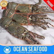 Lobster Laut Segar 1kg 4-6 Ekor / Lobster Pakistan / Lobster Fresh