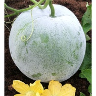 [RG027] Biji Benih Kundur / Winter Melon Snowball Seeds