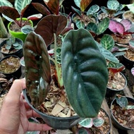 tanaman hias alocasia cuprea / kladi tengkorak