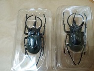 F-toys昆蟲獵人 甲蟲2 鍬形蟲 獨角仙-1隻價