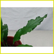 ◸ ☸ ♆ Anthurium plowmanii ( Wave of Love Anthurium Plant )