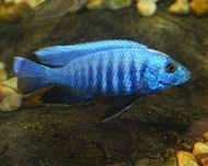 阿里魚 藍阿里 阿里 慈鯛 三湖慈鯛 雪藍亞拉 藍色閃電 非洲王子 血鸚鵡 雪雕 閃電戰神 皇冠三間