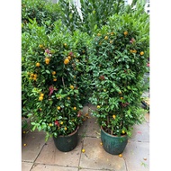 Citrus Japonica Lime Tree 1.7meter height Free fertilizer and soil. Door step delivery.