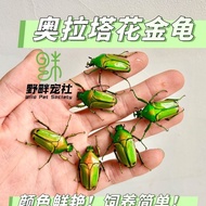 Olata Flower Beetle Beetle Beetle Introductory Good Breeding Variety From Africa Pet Shovel 7.11
