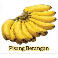 Anak Pokok Terbaik Pisang BERANGAN / EMAS