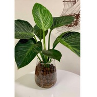 水培植栽│柏金蔓綠絨_室內植物 辦公室盆栽 店內布置