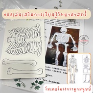 Ladybug Human Skeleton Model Educational Toys Science Skeleton Model Science Toys