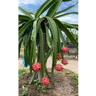 Keratan Pokok Buah Naga/Dragon Fruit(Merah)