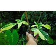 Philodendron Florida beauty (pic 230624)