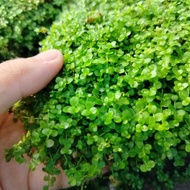 Aquarium landscape live water plant/ Monte Carlo /Tumbuhan akuatik/水草 矮珍珠/Breeding of Guppy and Bett