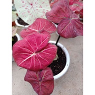 New [Hot Selling] Baby Keladi Tembikai Merah/ Red Tembikai Caladium by Nawan Garden