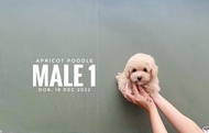 poodle apricot anjing
