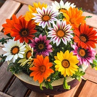 #Gazania rigens flower seeds 20pcs#Biji bunga benih Pingat Krisan 20pcs#勋章菊种子20pcs