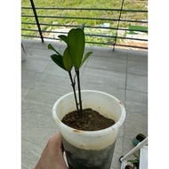 Outdoor Garcinia Subelliptica Happiness Tree Real Houseplant 室外福木幸福树(double tree)