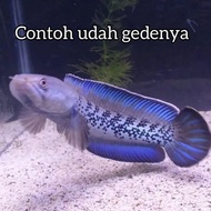 Channa Stewarti Barca Indonesia 10 cm