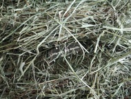 Timothy Hay 1kg Dried Imported Hay Jerami Timothy for Rabbits Guinea Pig