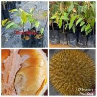 Anak pokok durian Duri Hitam@Ochee@D200