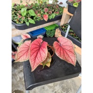 caladium red jaguarr