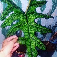 Alocasia Jacklyn Dewasa 1 Daun