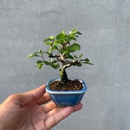 小品盆栽-稀有日本白花長壽梅