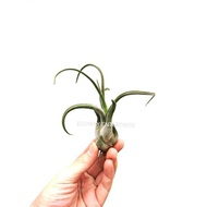 Air Plant Sky Plant Airplant Tillandsia Part A