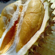 durian tekka / pokok durian tekka / pokok durian musang queen /anak benih durian tekka