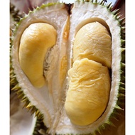 Anak Pokok Durian Chanee D123