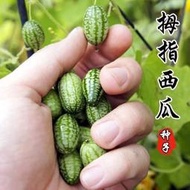 拇指西瓜種子袖珍迷你小西瓜可食用陽臺盆栽觀賞特色蔬菜水果種子
