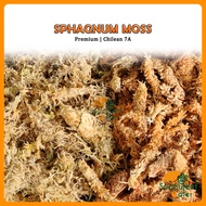 Chilean Sphagnum moss 7A Premium 智利水苔