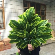 Coniferous branches and leaves make 12 branches of ancient tree