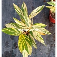 Alphinia zerumbet variegated Live Plant / Pokok Tepus Batik ( Pokok Herba )