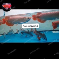 arowana ikan arwana super red arwana