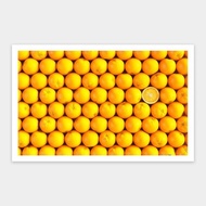 Pintoo Jigsaw Puzzle Fruits - Orange 1000pcs H1992