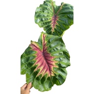 Colocasia light pillar