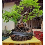 Dongkelan Bahan Bonsai Lamtoro Medium Original