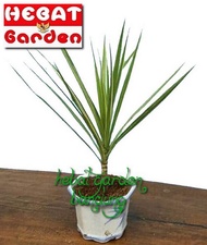 Dracena tricolor putih - Hebat Garden