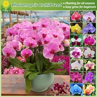 100% Legit Phalaenopsis Orchid Seeds Butterfly Orchid Flower Seeds for Planting &amp; Gardening (50pcs, Mixed Color) Bonsai Flowering Plants Seeds Ornamental Potted Phalaenopsis Live Plants Indoor Real Plants Garden Decor benih bunga Easy To Grow Flowers