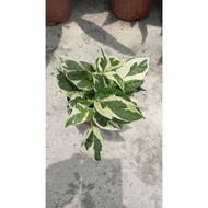 Njoy pothos Real plant