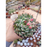 FT live succulent echeveria TP 9cm +-
