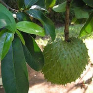Baja pokok durian belanda untuk berbuah 3in1 lengkap NPK 700 GRAM