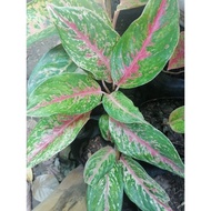 ♞,♘,♙AGLAONEMA VARIETIES 2