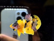 YELLOW KOI COPPER YKC hiasan aquarium