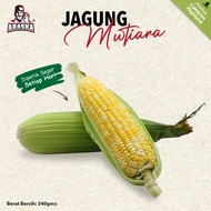 Jagung Mutiara AA🌽 【Cameron Highlands】7 pcs Pearl Corn | ORIGINAL Cameron Highlands