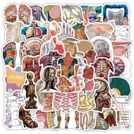 53PCS Cool Anatomy Stickers,Biology Anatomy Human Body Organ Stickers for Students Teachers Kids Doc