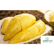 GNC - Musang King Durian D197 Fruit Tree Anak Pokok Buah Durian Musang King 猫山王 果王榴莲