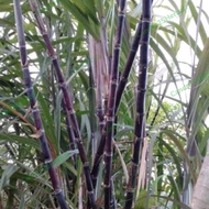 Sugar Cane or black sugar Cane 30cm